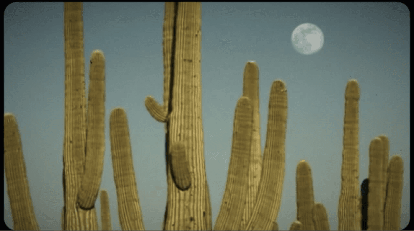 Desert cactus landscape in warm golden light
